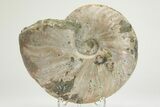 Silver Ammonite (Cleoniceras) Fossil - Madagascar #219595-1